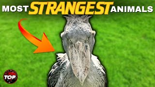 STRANGE ANIMALS - Unique Animals You Won’t Believe Exist