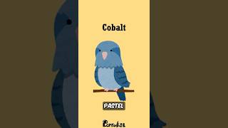 What Color Is Your Parrotlet?