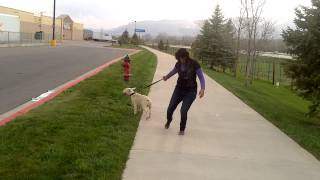 Bull Terrier Chaly 7