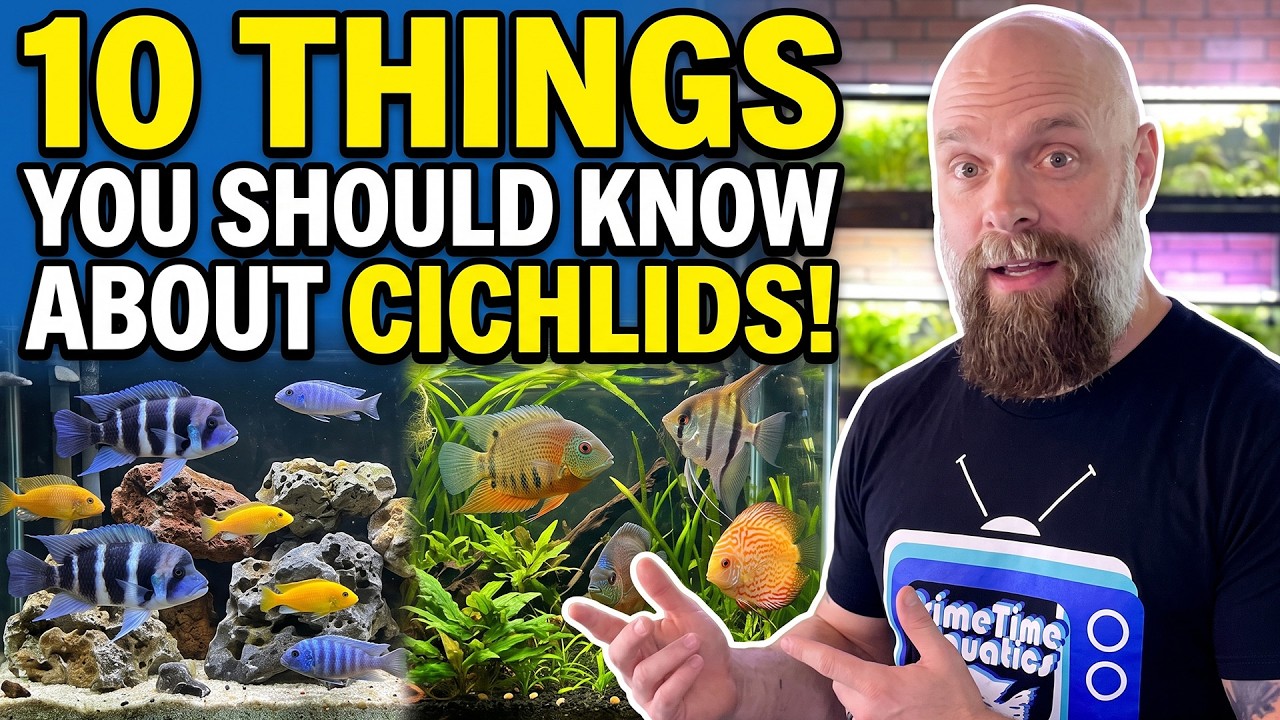 10 Things Every Fish-Keeper Should Know About Cichlids