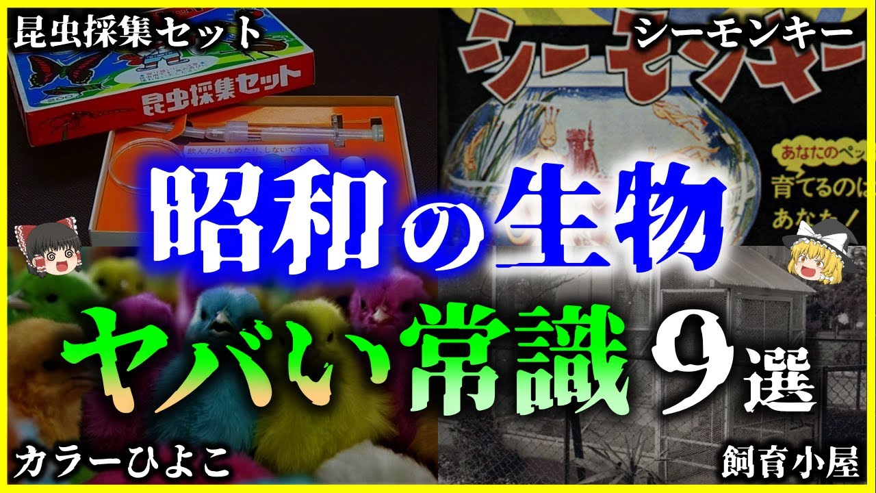 美しい ふるさと納税 C40 虫採り合宿（カブトムシ・クワガタ）in伊予市〜向井虫店プレゼンツ〜 愛媛県伊予市 サービスクーポン、引換券 