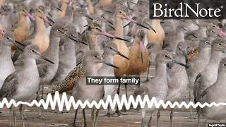 Lessons from Mixed Flocks