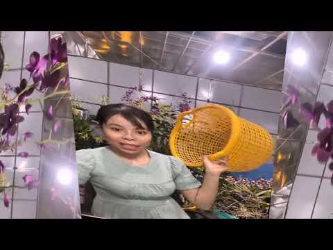 Video Lan Rừng Tây Bắc Gía Rẻ 11 - youtube