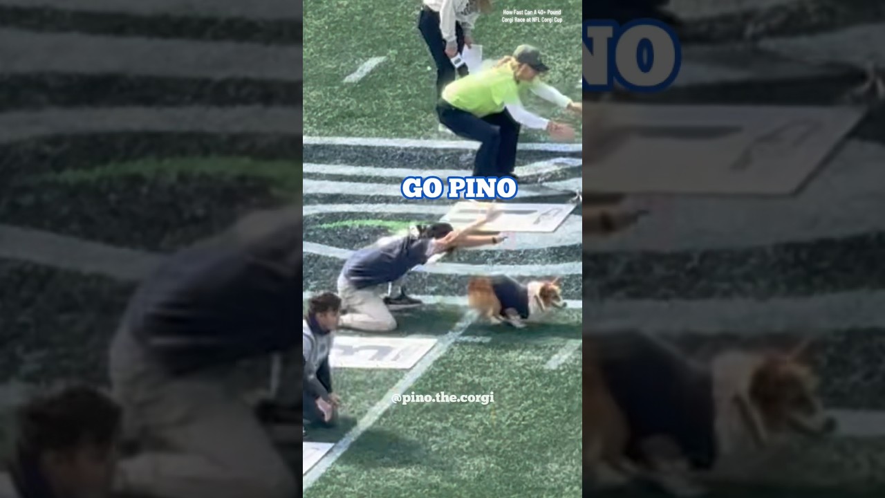 40+ pound corgi race at NFL corgi cup? 