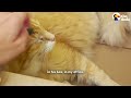 Moving Box Is This Cat's Favorite Thing Ever | The Dodo