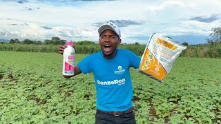 Farm with greenlife crop protection Africa by Jackson Mutinda Masekete ❤️💕