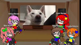 The quintuplets react to random memes