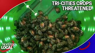 An invasive pest threatens Tri-Cities crops and gardens