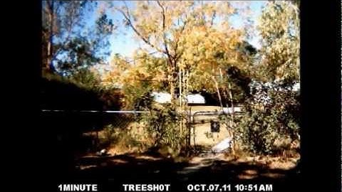 Save The Trees Timelapse-Ode to MelodySheep