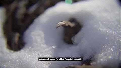 ما تيسر من سورة الإسراء من آية 18 إلى 20 للشيخ / نواف بن عبيد الرعوجي