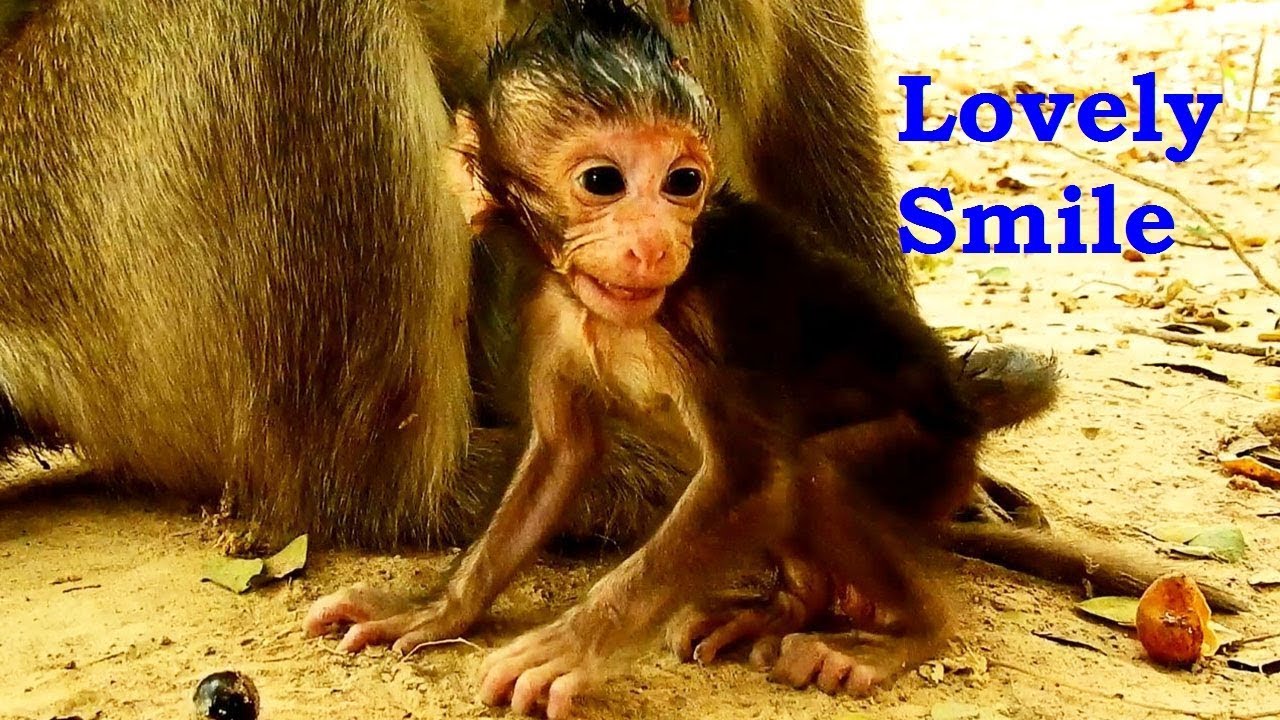 foundry Lovely New Kid Monkey Is Very Active Baby/Learning To Walk A Lot
