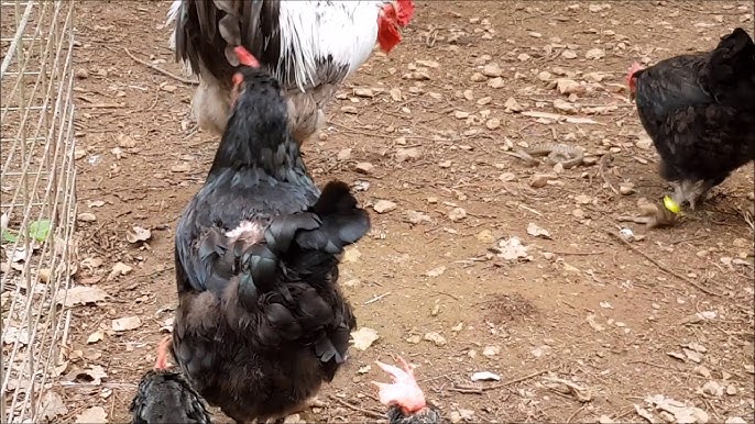 vers de farine pour poules 