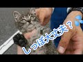 サーキットにしっぽがちぎれかけた子猫がいました【保護編】