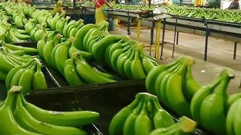 Nông Nghiệp Nước Ngoài | Bất ngờ cách thu hoạch Chuối và Táo của Nước nhà người ta