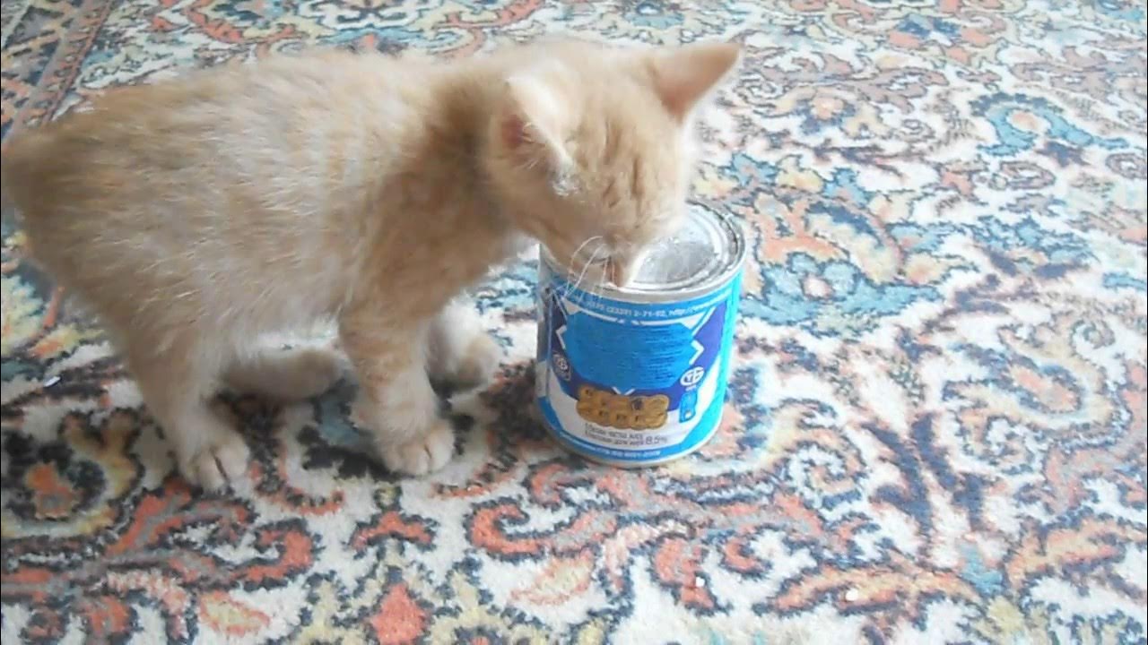 Сгущенное молоко с котом на крышке. Кот в гушёнке. Кот в сгущенке. Можно котам сгущенку. Кот в сгущенке.