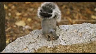 Explore Nature Now Nature Documentary Wild ANIMAL Squirrell Ardilla Squirrell Rodent Ardilla 