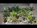 Сансевієрія. Огляд ханічок в моїй колекції. Sansevieria hahnii.