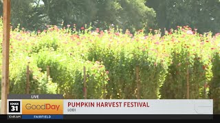 Lodi Pumpkin Harvest Festival 2024