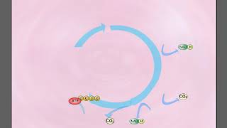 Krebs Döngüsü Animasyon