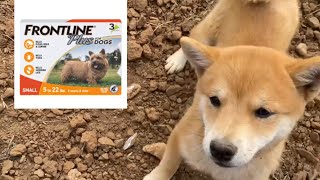 How to put FRONTLINE Flea Medication on your puppy dog!
