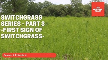 Switchgrass Series - Part 3 - First sign of switchgrass