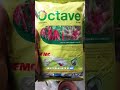 Jamur Bandel di Musim Hujan Octave Jadi Andalan Petani