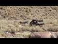 Death Valley Wild Burros
