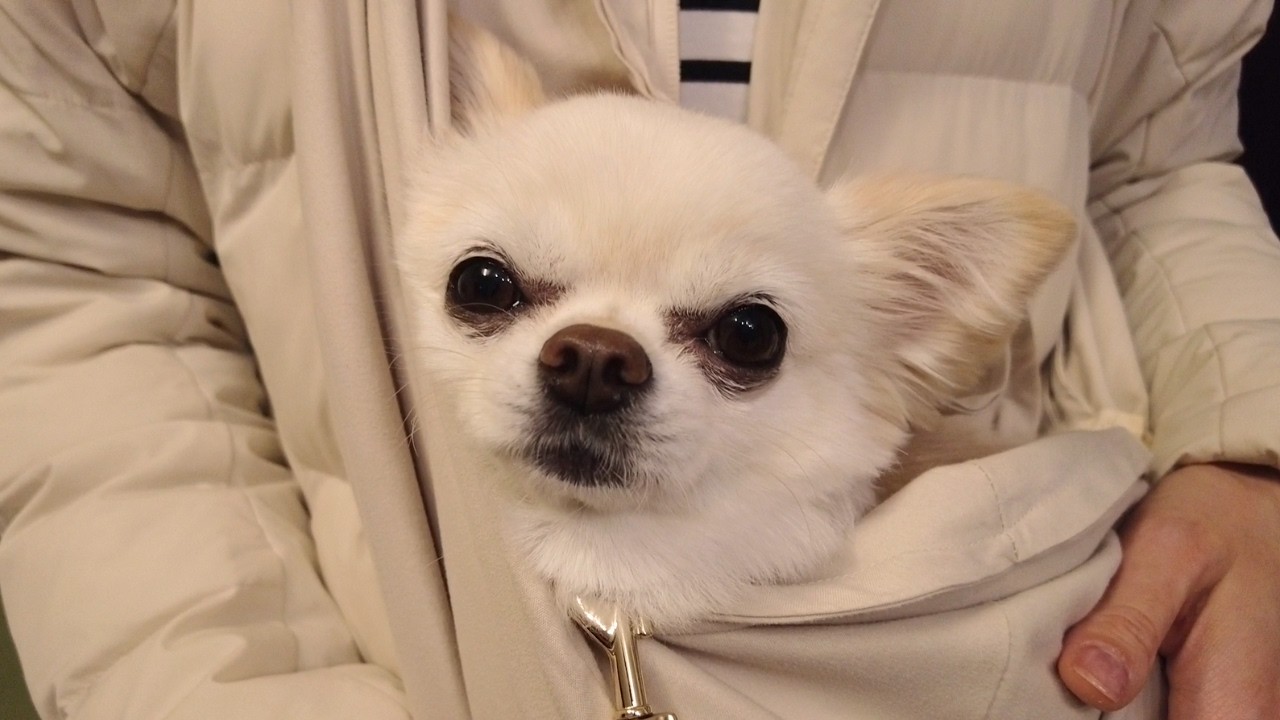 ペットスリングに入れたらうっとり…飼い主といつでもくっついていたい箱入り娘チワワ