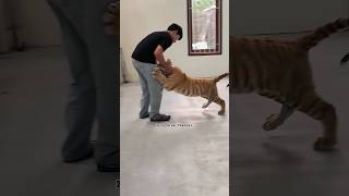 Baby Tiger Attack Keeper #Shorts #Tiger