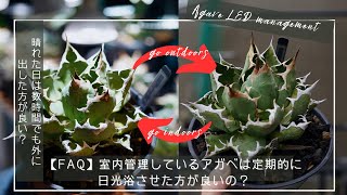 FAQ] Should I give agaves that I'm keeping indoors with grow
