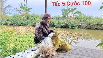 Đan Lưới cá chẽm Anh Tính ở Cái Nước Cà Mau