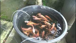 Memacu Pertumbuhan Nila.Budidaya Ikan Nila Di Dalam Ember