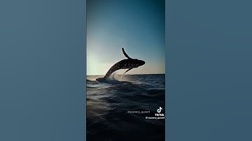 سورة الأنبياءالشيخ ياسرالدوسري #قرآن #ياسر_الدوسري #الانبياء