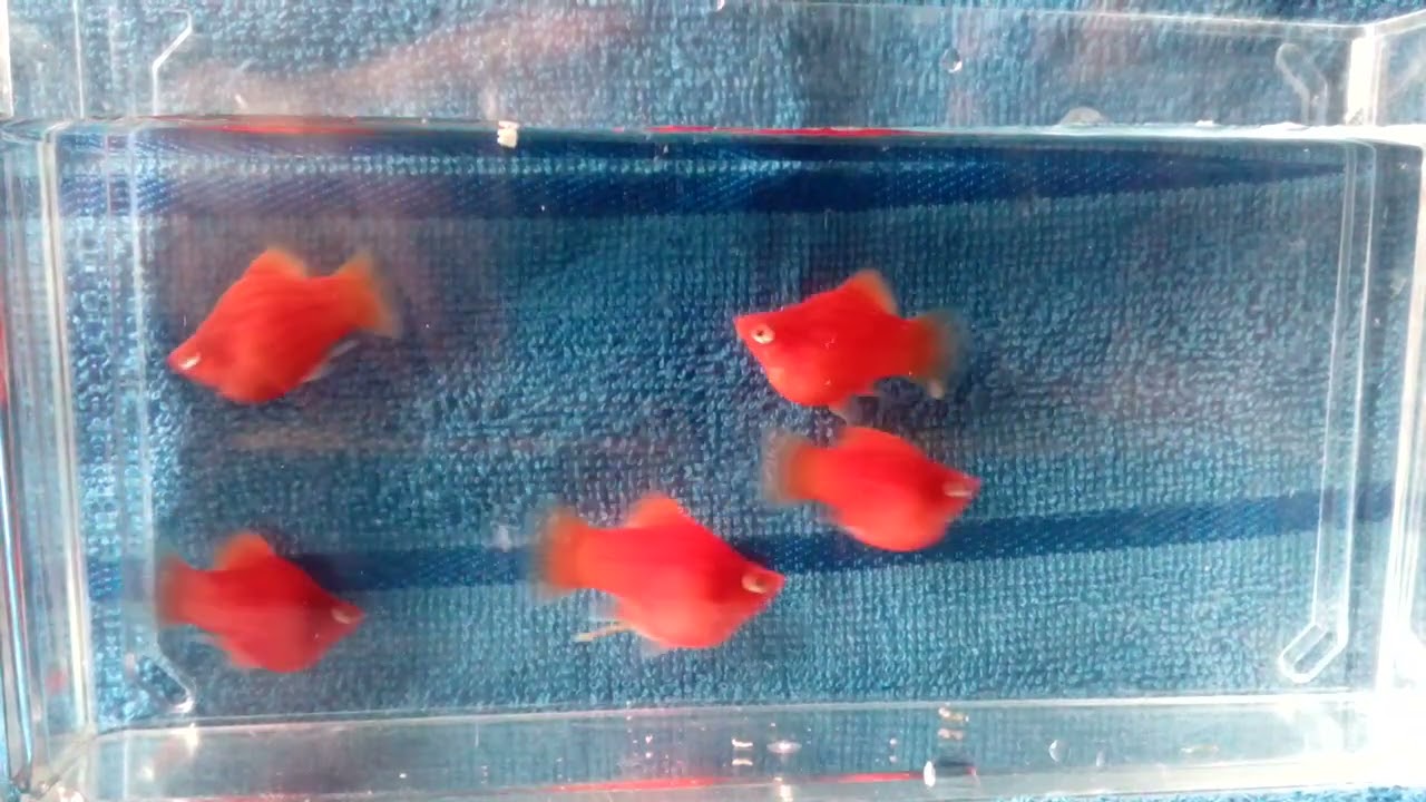 пецилия дисковая красная