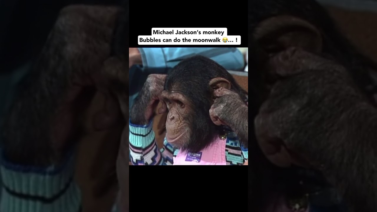 Michael Jackson's Monkey Can Do The Moonwalk Tiktok applehead.yuh 
