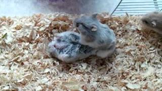 Hamster fight
