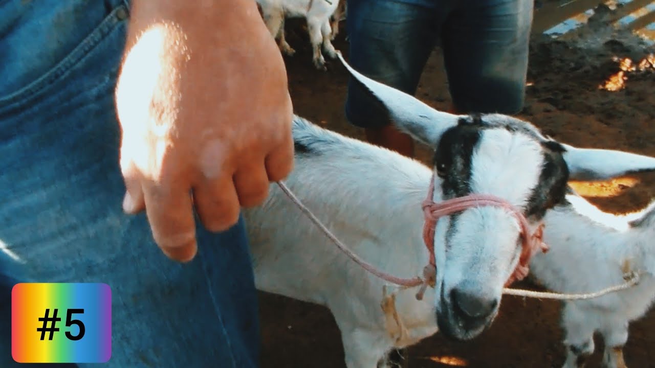 FEIRA DE BODE LOTADA EM CARUARU PE MELHOR FEIRA DA REGIÃO!! (16/07/2019) YouTube FEIRA DE BODE LOTADA EM CARUARU PE MELHOR FEIRA DA REGIÃO!! (16/07/2019) YouTube