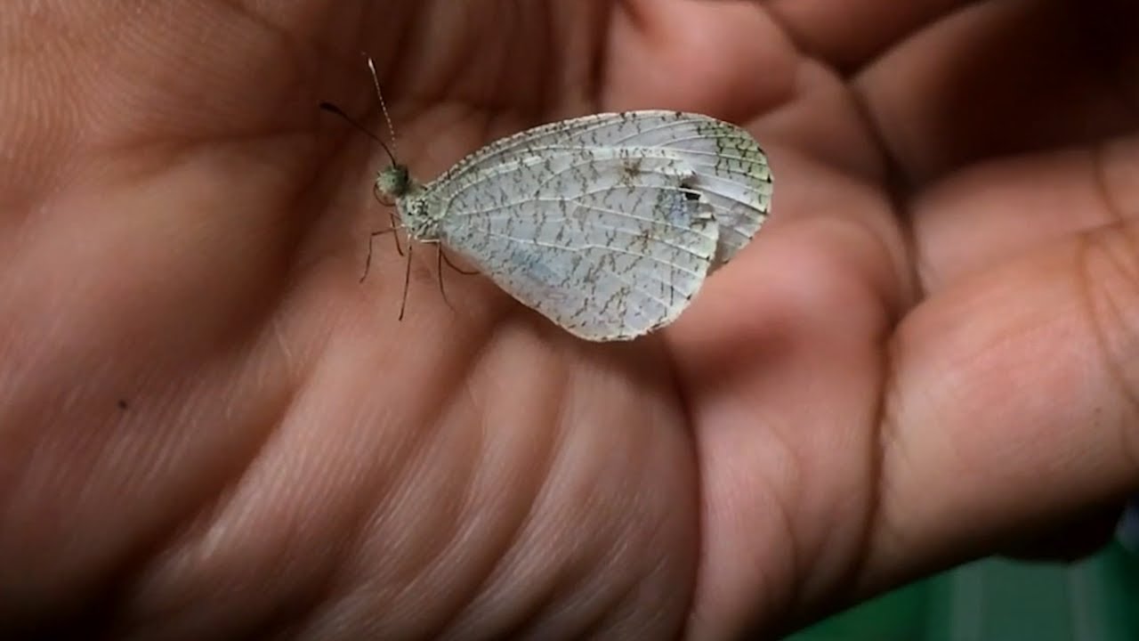Butterfly Rescue Saving a Small Butterfly from Drowning | Animal Rescue - YouTube