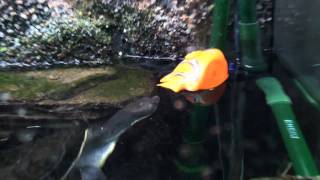 Murray River Turtle Plays with Nemo Toy by FuzzyBeastStudio 1,203 views 12 years ago 1 minute, 9 seconds