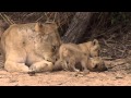 Lioness and her two cubs