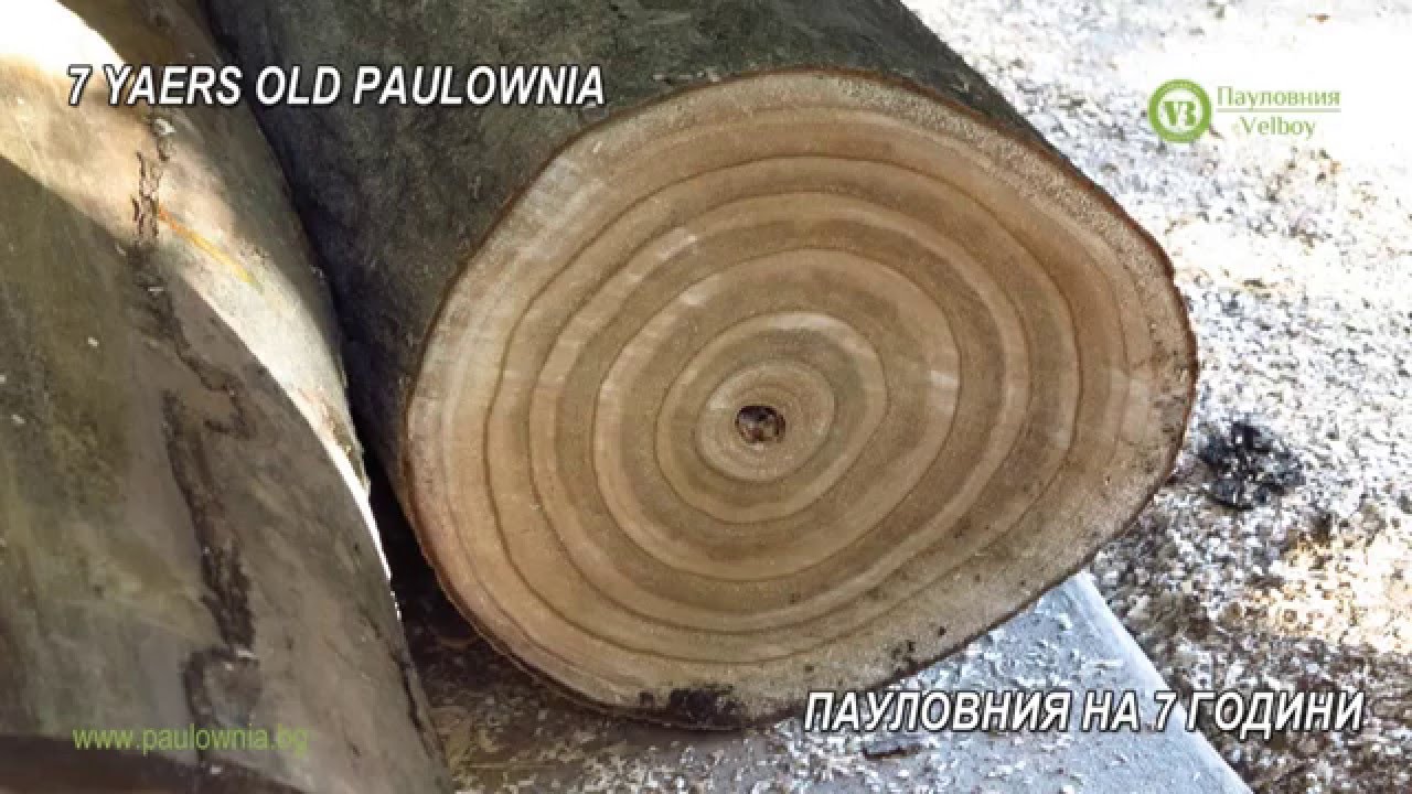 paulownia plywood making