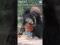 Why Sloth Bears are NOT Lazy