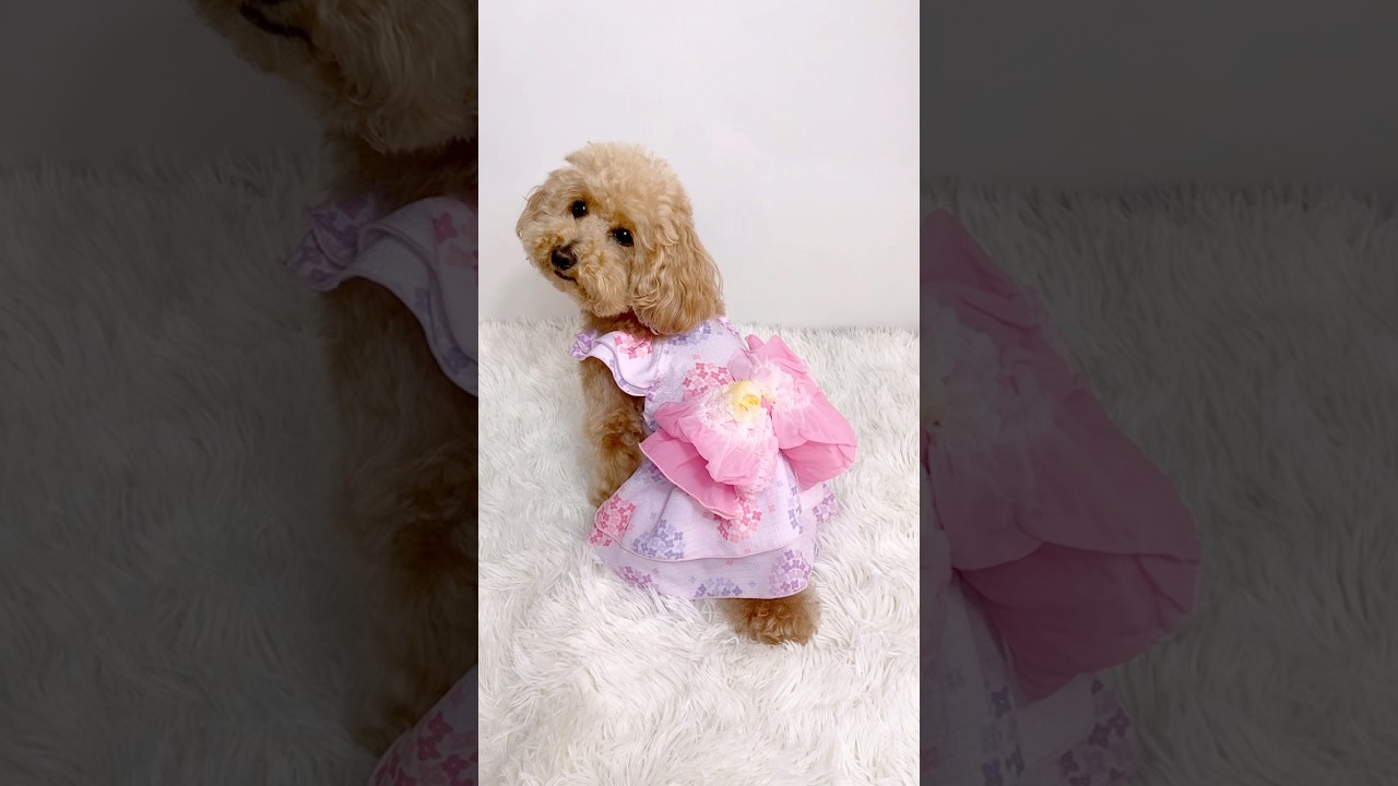 サンドレス浴衣 ぽんぽん紫陽花 ｜ 浴衣風 祭り 和風 夏 あじさい