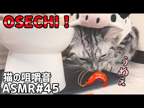 【ASMR】海老がサクサクの猫用おせちを食べる！ 猫の咀嚼音 #45