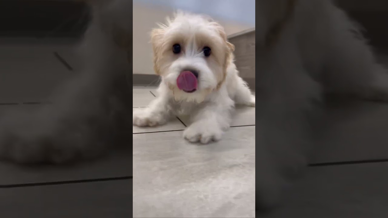 🐾.🥰Adorable Puppies Hatching an Escape #puppies #puppiesforsale #puppyshorts #shorts