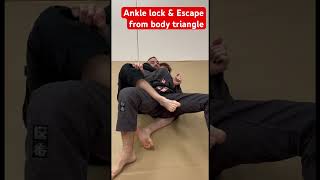 Ankle Lock from body triangle. #bjj #bjjlifestyle #jiujitsu #bjjfanatics #grappling #mma #shorts