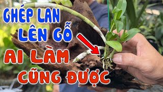 Cách Trồng Lan Phi Điệp Lên Gỗ Lũa Đơn Giản Tại Nhà Không Phải Ai Cũng Biết #melantv