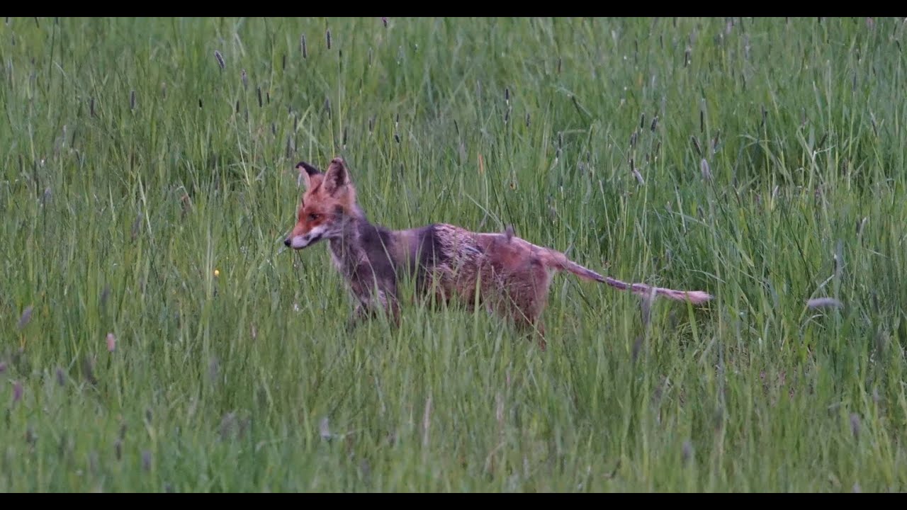 Ein Fuchs mit Räude befallen (Aufnahme 2023) YouTube