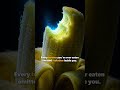 Every Banana You Eat Is Radioactive