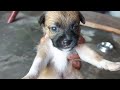 SHIH TZU X ASKAL BREED 3 WEEKS OLD 